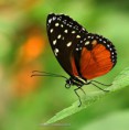 /album/fotogalerij-vlinders-fotograferen/img-5638-jpg/